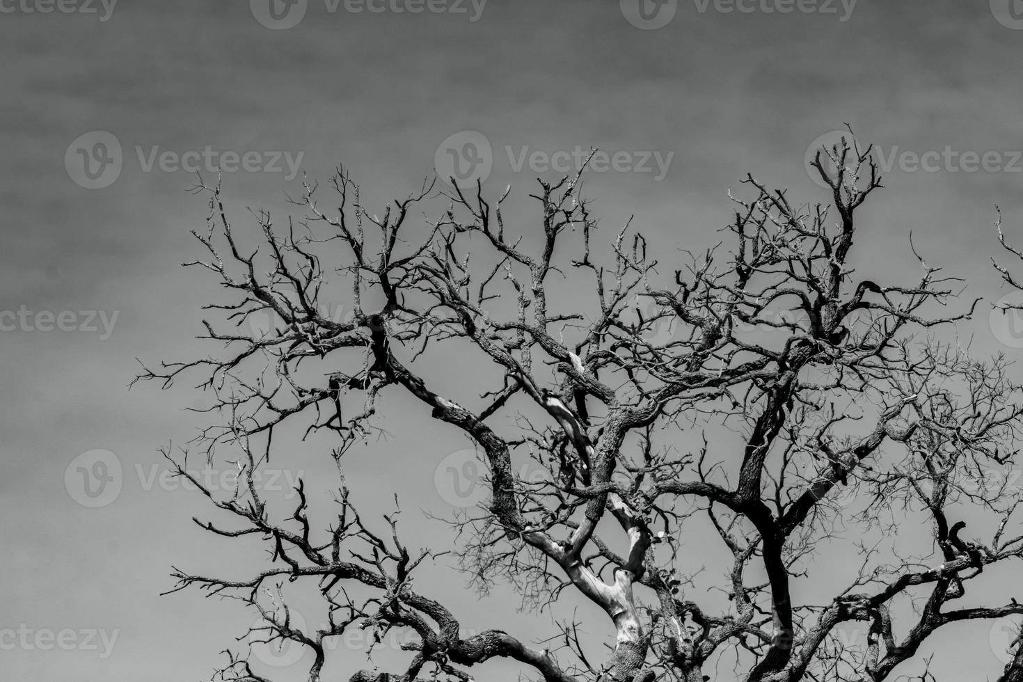 Kunstbild von totem Baum mit Zweigen. Tod, Trauer, Klage, hoffnungsloser und verzweifelter Hintergrund. Dürre der Welt von der globalen Erwärmungskrise. natürlicher Tod. Schwarz-Weiß-Foto eines toten Baumes. foto