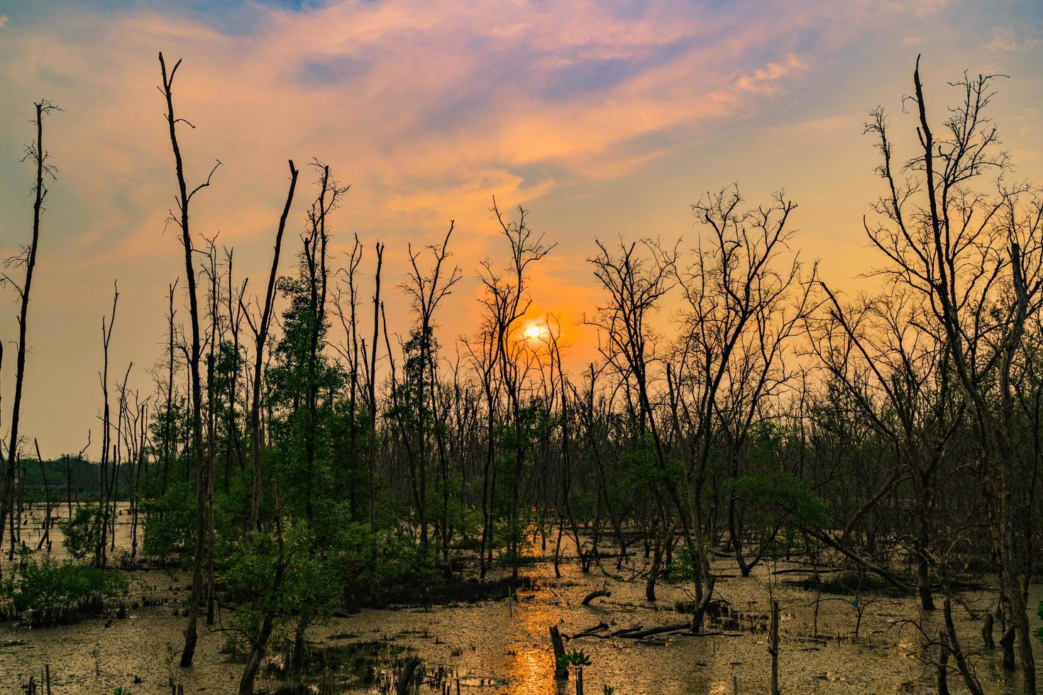 Grüne Blätter von Mangrovenbäumen und toten Bäumen im Mangrovenwald am Abend mit dramatischer emotionaler Himmelsszene foto