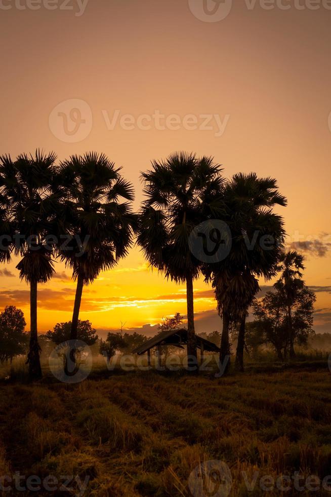 landschaft des reisfeldes mit goldenem sonnenaufganghimmel am morgen. Silhouette Zuckerpalme und alte Hütte im geernteten Reisfeld. Landansicht. schöner orangefarbener sonnenaufgangshimmel in ländlicher umgebung in der morgendämmerung. foto