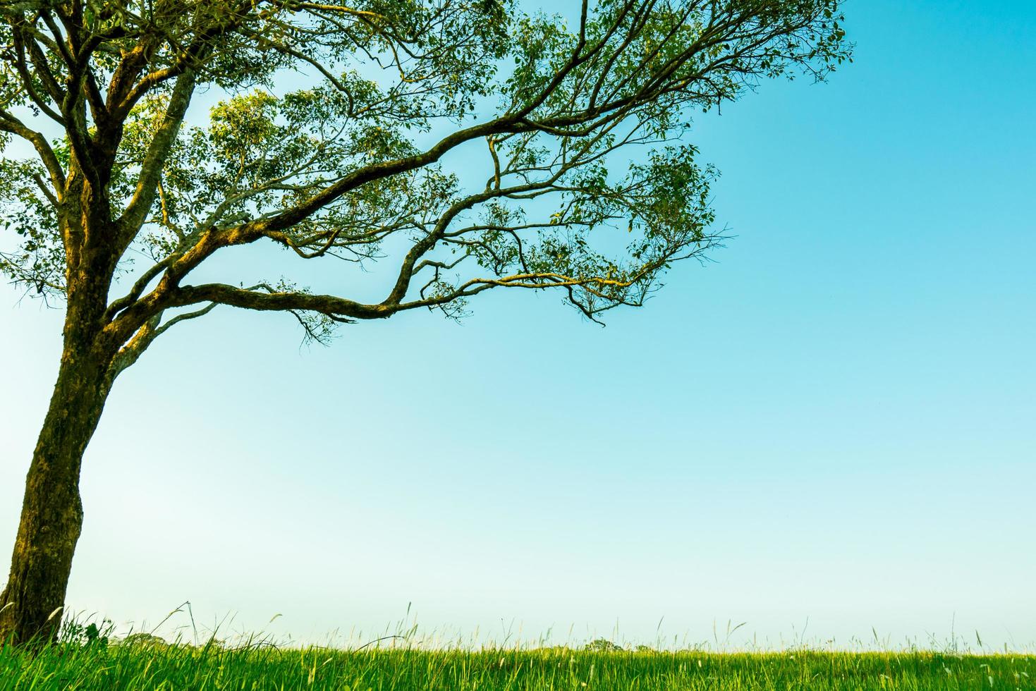 Großer grüner Baum mit schönem Zweigmuster und grünem Grasfeld mit weißen Blumen auf klarem Hintergrund des blauen Himmels am schönen Sonnenscheintag. foto