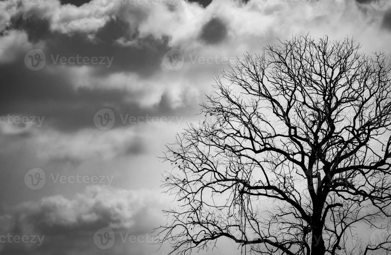 Silhouette toter Baum auf dunklem, dramatischem Himmelshintergrund für Grusel oder Tod. Halloweennacht. hoffnungsloses, verzweifeltes, trauriges und klagendes konzept. gruseliger Wald. dramatische horrornacht auf halloween-tageshintergrund. foto