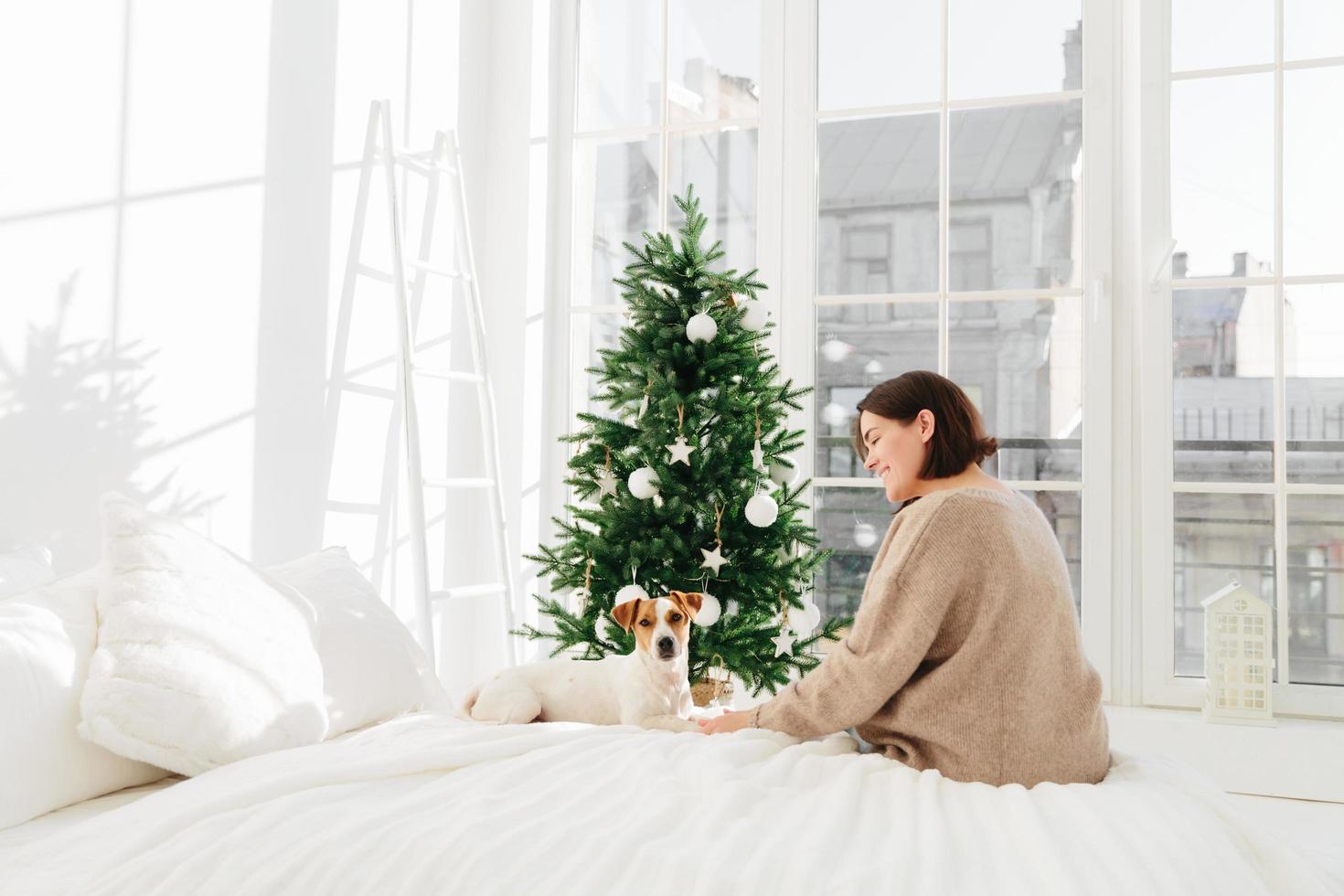 fürsorgliche brünette fröhliche frau in übergroßem pullover genießt zeit mit lieblingshund, posiert gegen häusliche atmosphäre, sitzt auf weißem bett, geschmückter weihnachtsbaum im hintergrund. winterurlaub konzept foto