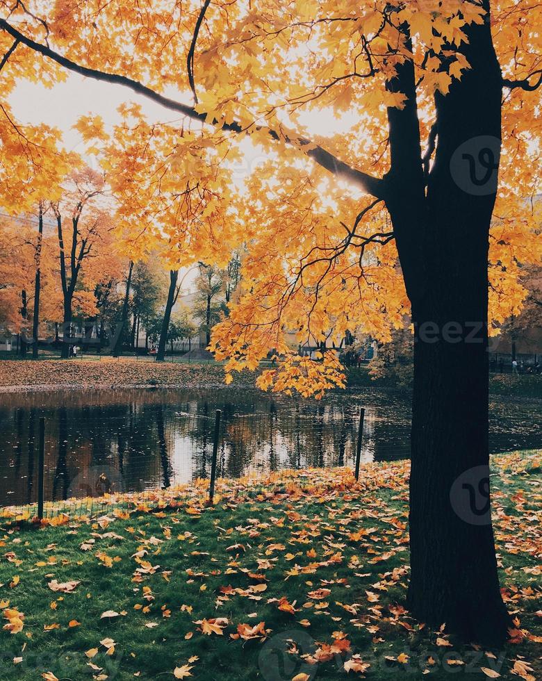 vertikale aufnahme der schönen herbstlandschaft des gelben baums, grünes gras bedeckt mit abgefallenen blättern, ruhiger fluss, schöner sonnenschein foto