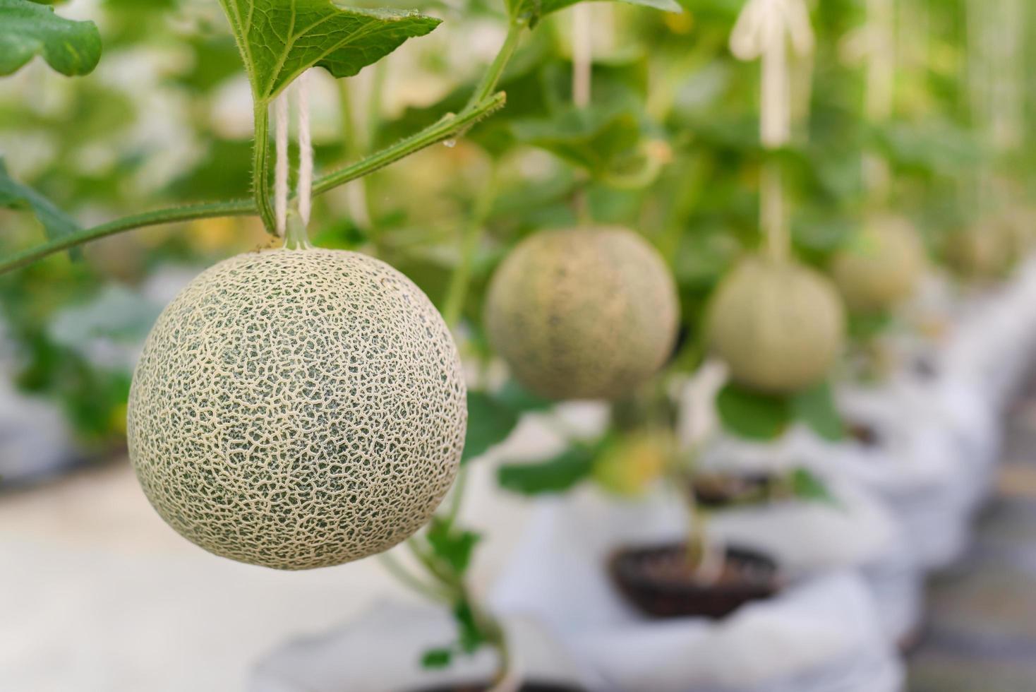 Nahaufnahme einer grünen Netzmelone, die in Gewächshäusern angebaut wird, indem die Früchte mit einem Seil zur einfachen Pflege aufgehängt werden. foto