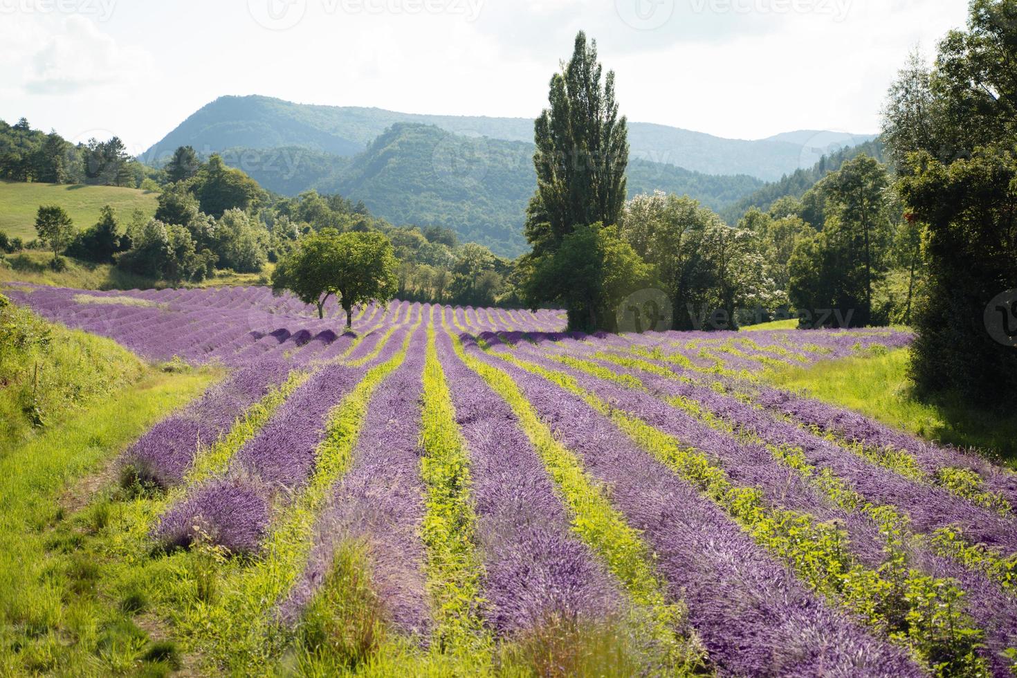 Lavendelfeld in Drome Frankreich foto