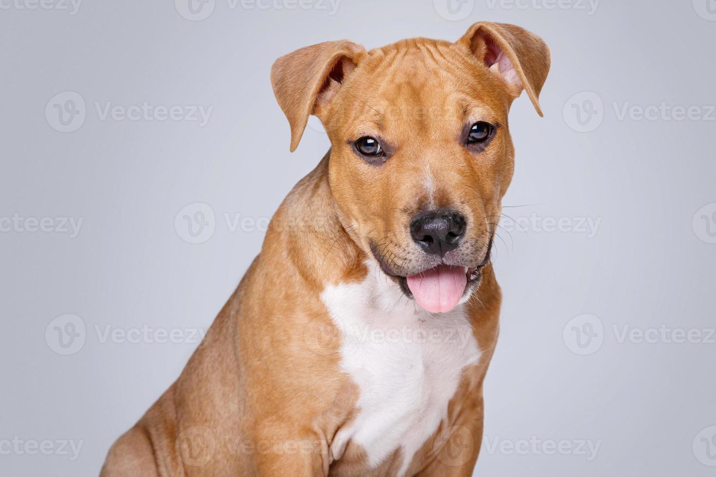 süßer Staffordshire-Terrier-Welpe foto