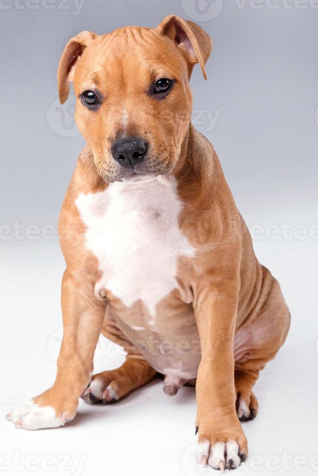 süßer Staffordshire-Terrier-Welpe foto