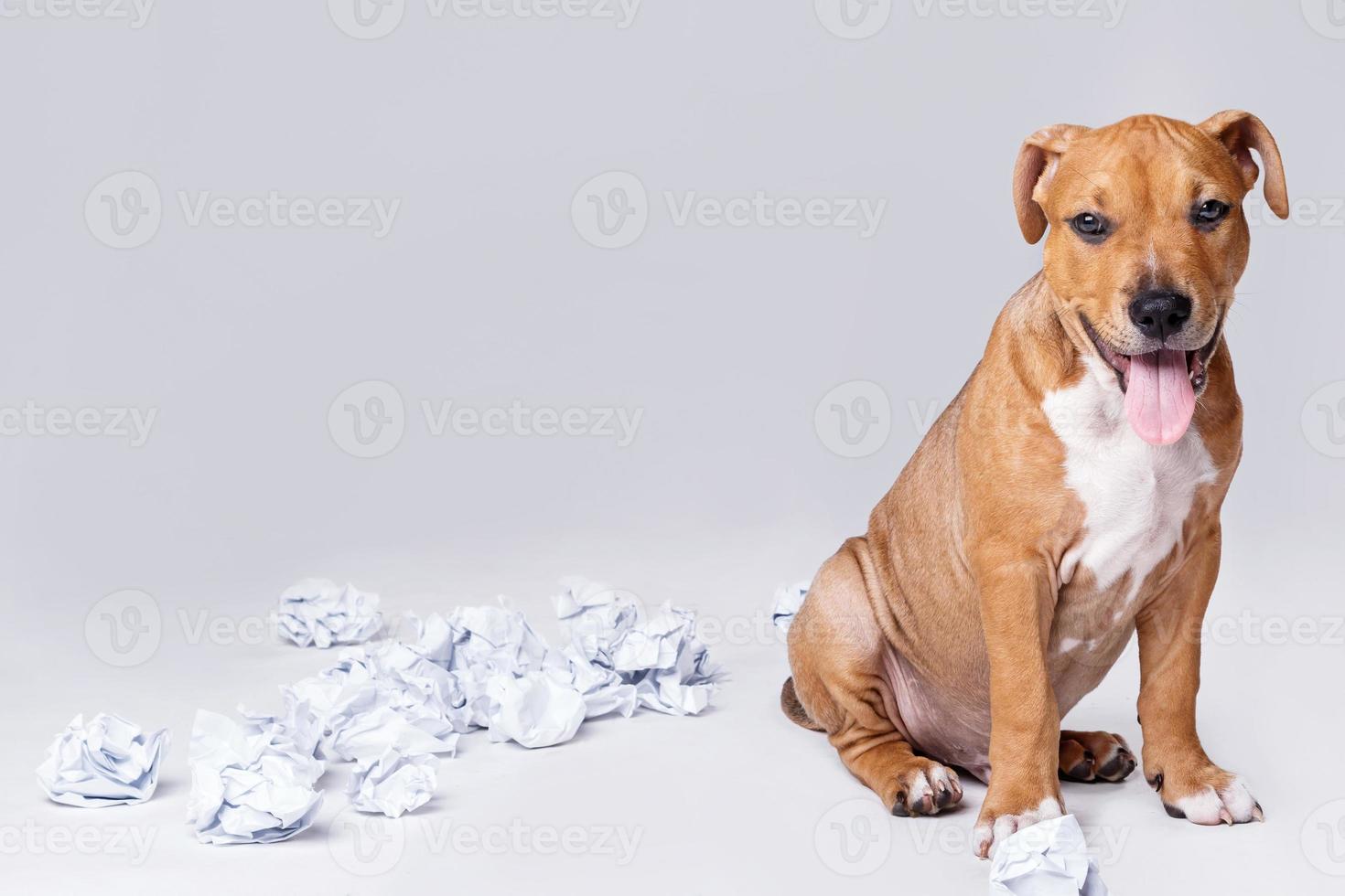 süßer Staffordshire-Terrier-Welpe foto