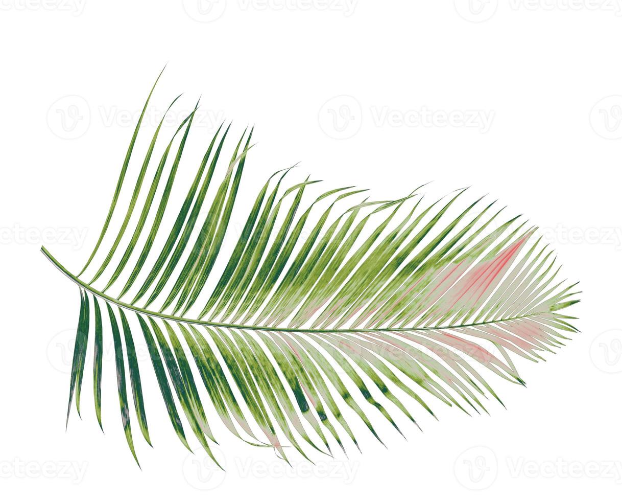 Konzept Sommer mit grünem Palmblatt aus tropischen. Wedel Blumenblätter Zweige Baum isoliert auf weißem Musterhintergrund. flache Lage, Draufsicht. foto