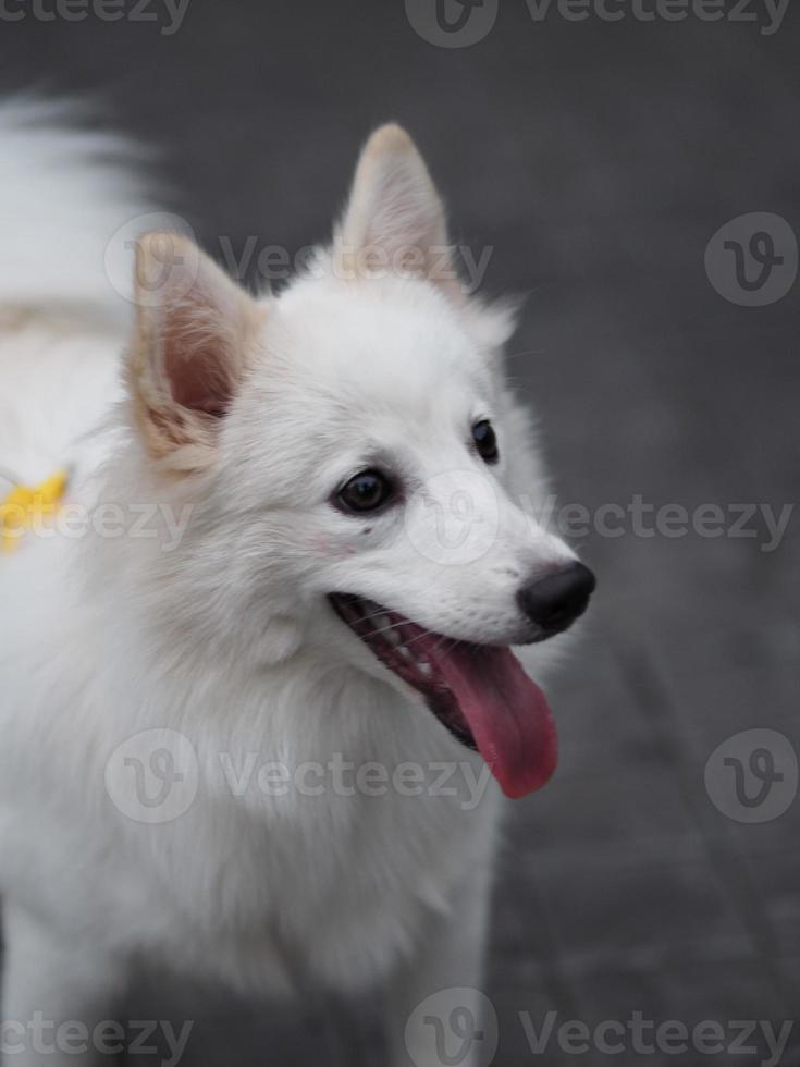 weißer Hund, japanischer Spitz foto