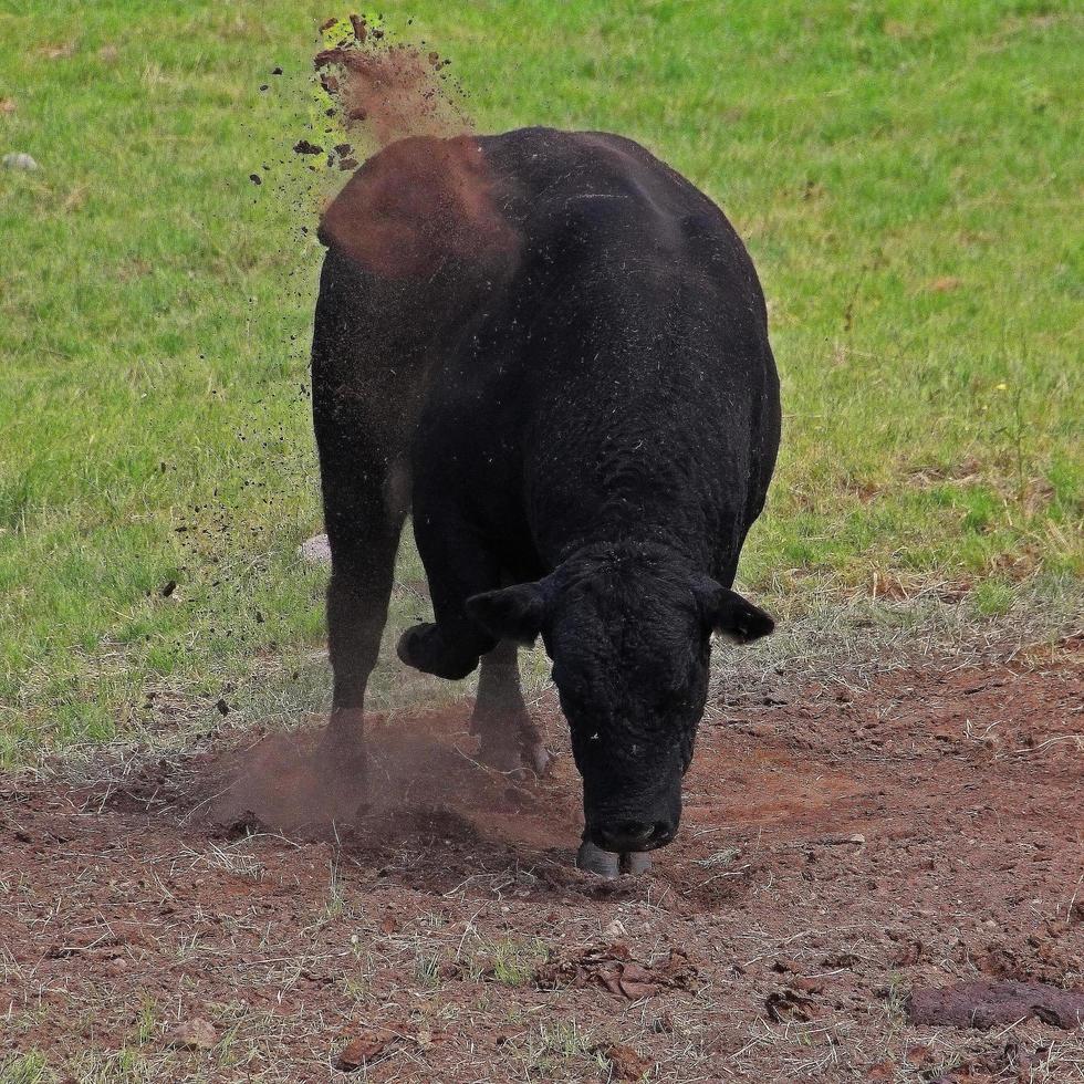 Geh weg, sagte der Stier, als er den Boden scharrte. foto