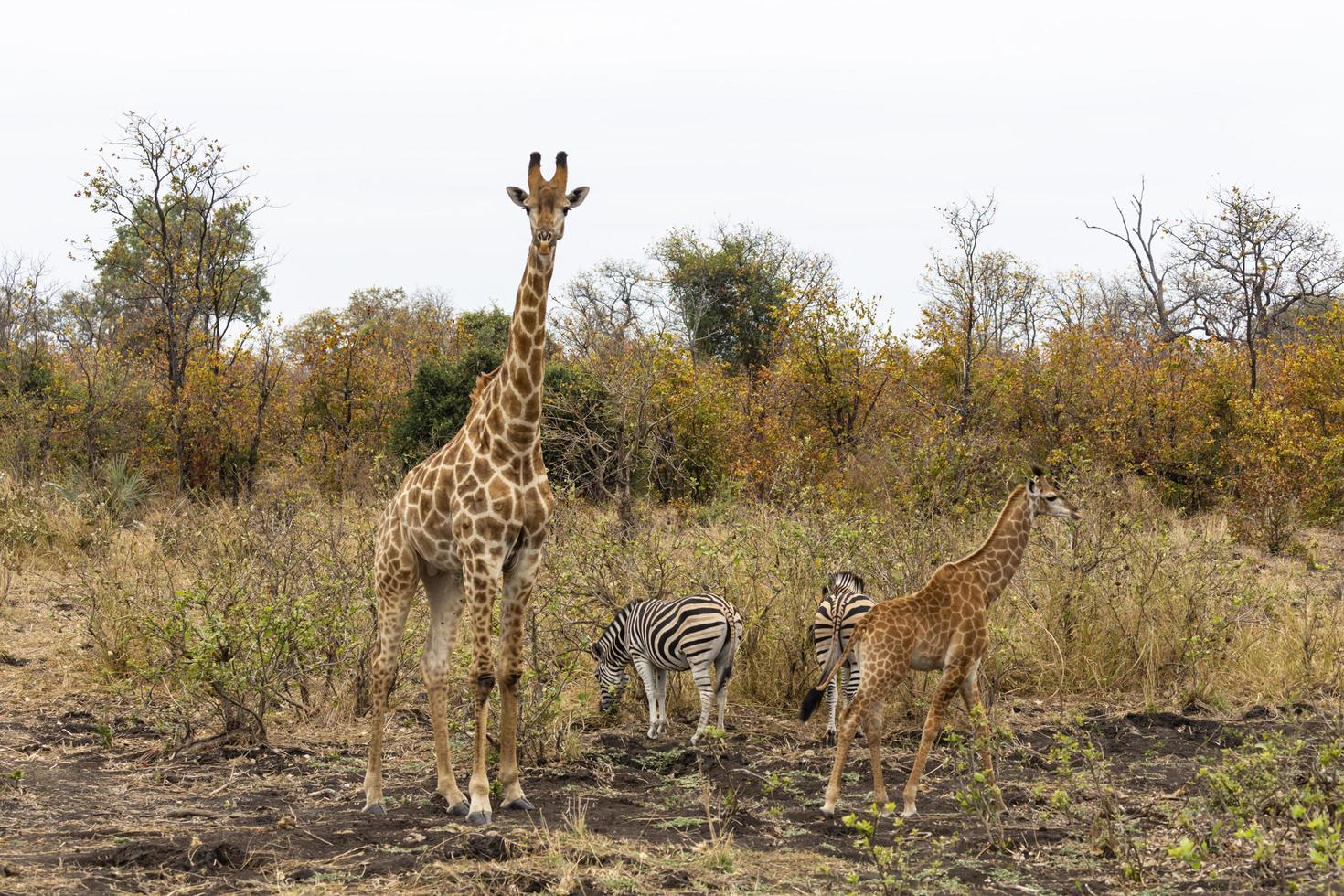 ausgewachsene und jugendliche Giraffen und Zebras foto