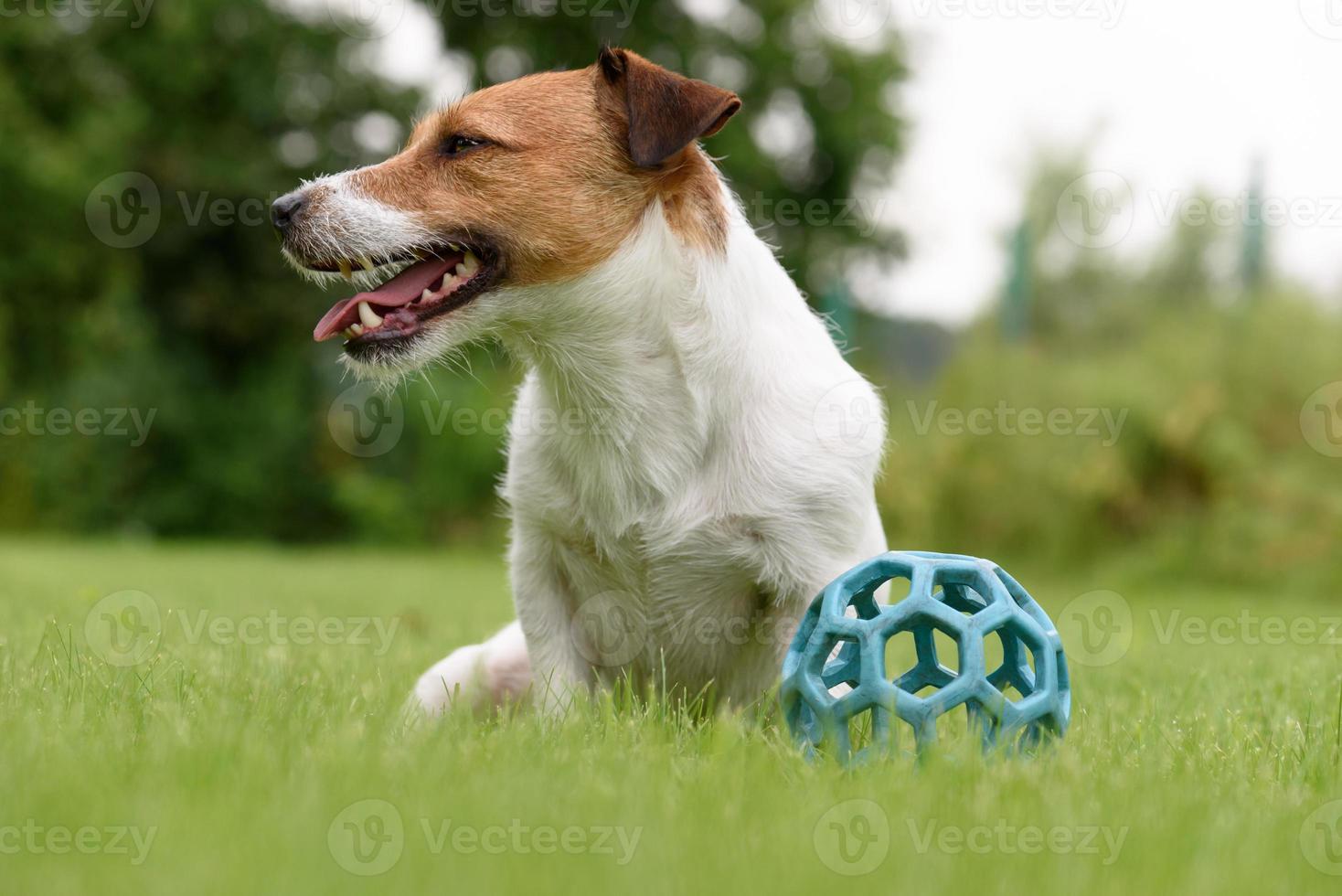 fauler Hund will nicht mit Ball spielen. foto