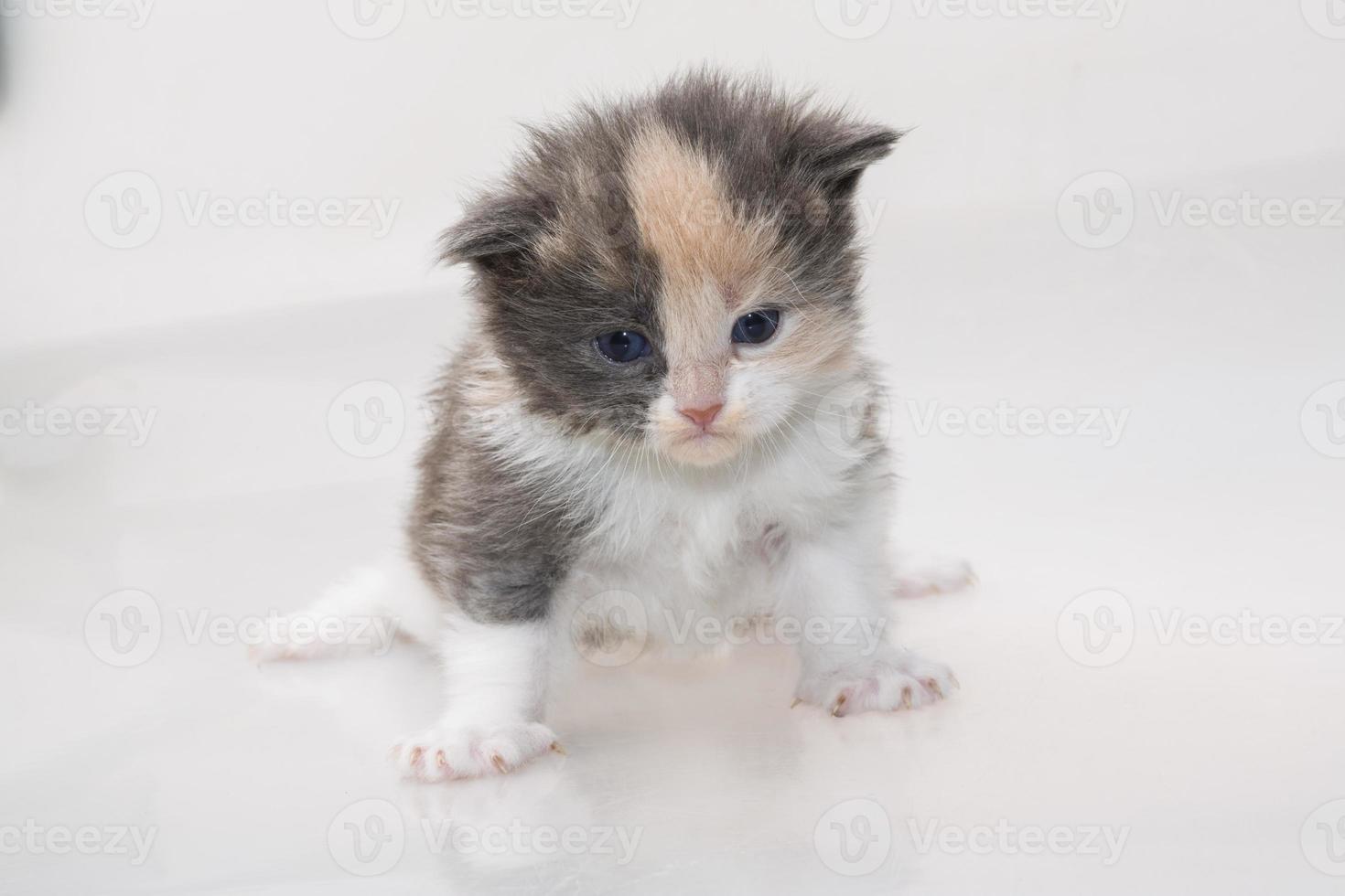 Maine-Coon-Katze auf weißem Hintergrund foto