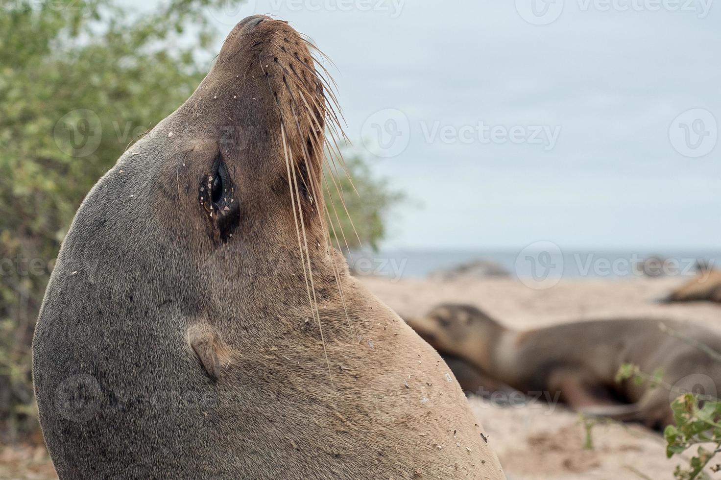 Galapagos-Tiere foto