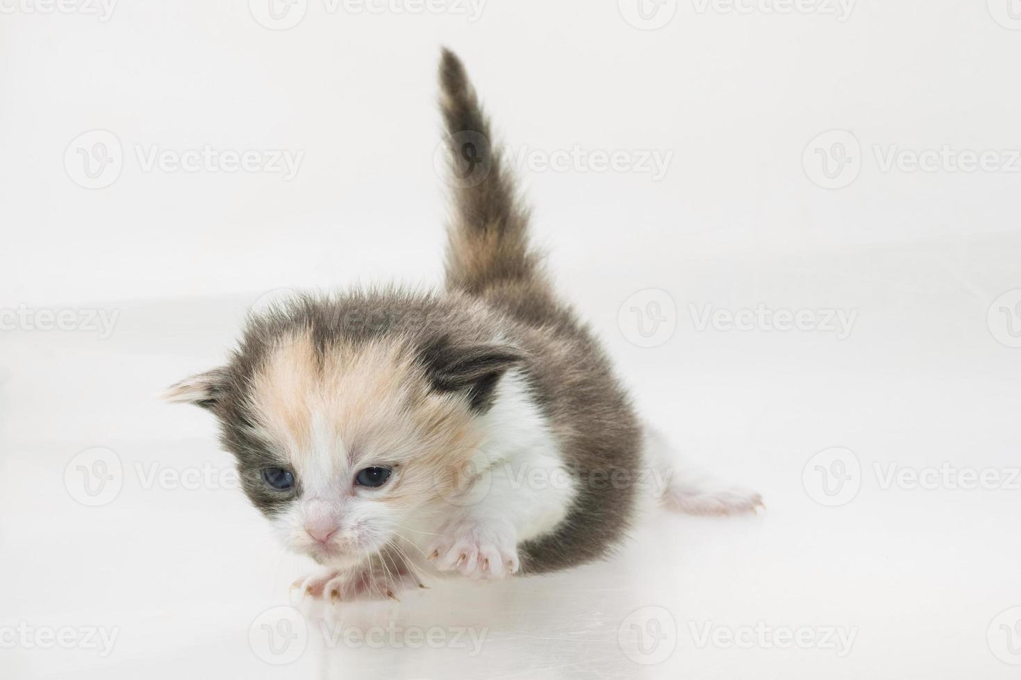 Maine-Coon-Katze auf weißem Hintergrund foto