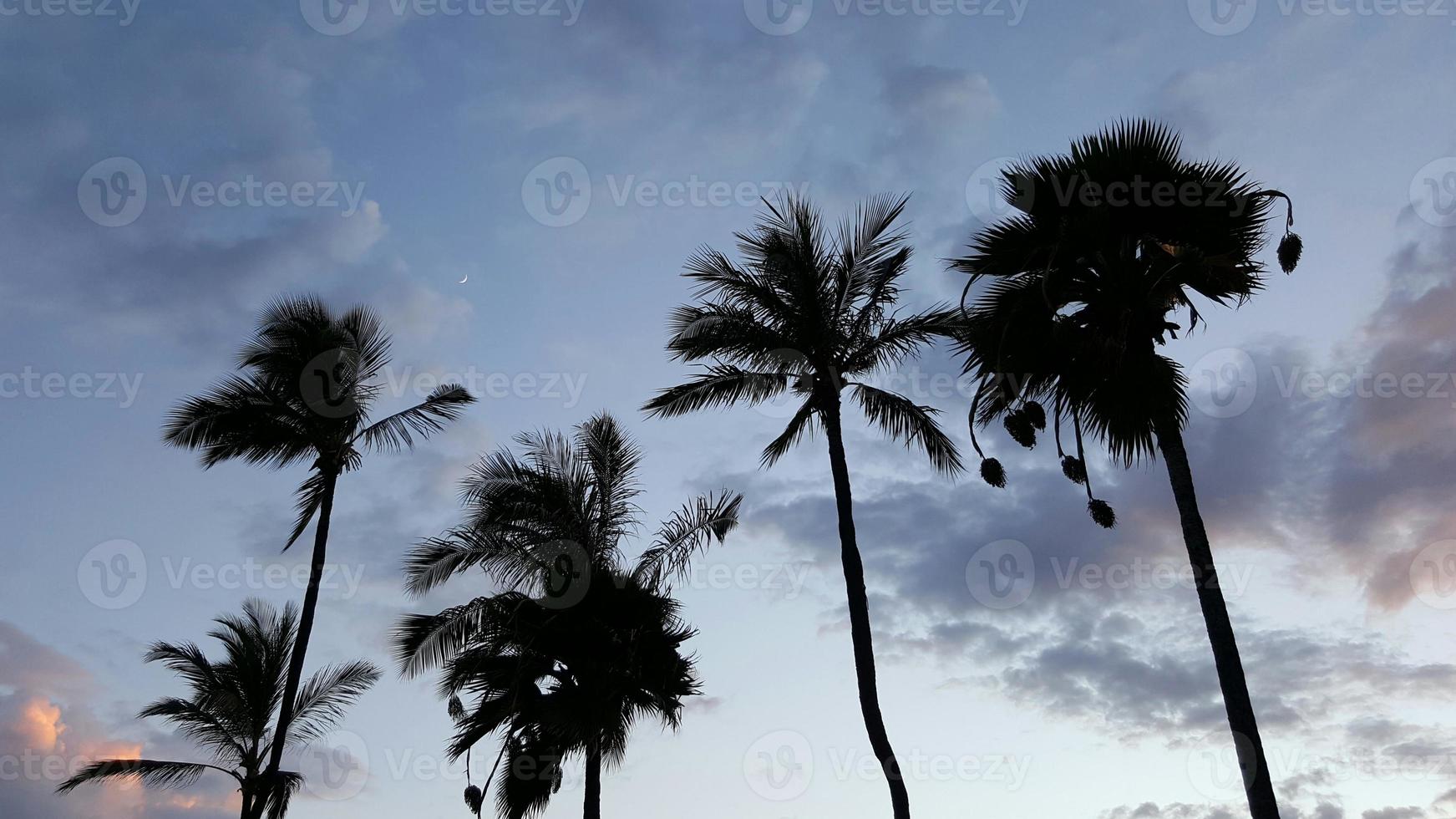 Palmen in der Silhouette foto