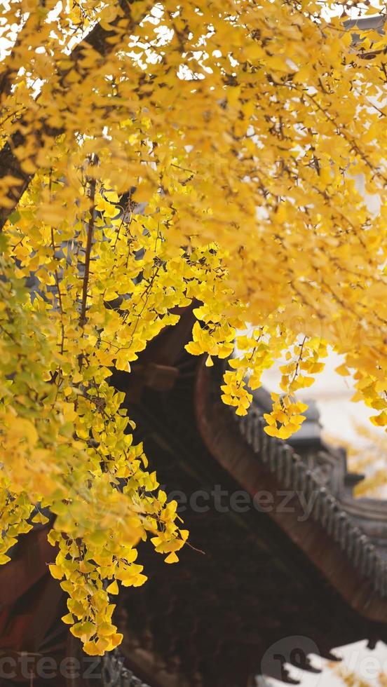 die schöne herbstansicht mit den bunten blättern an den bäumen im herbst foto