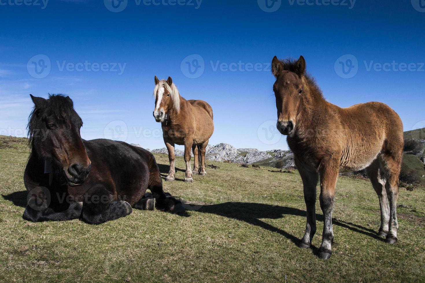 Familienporträt der Pferde foto