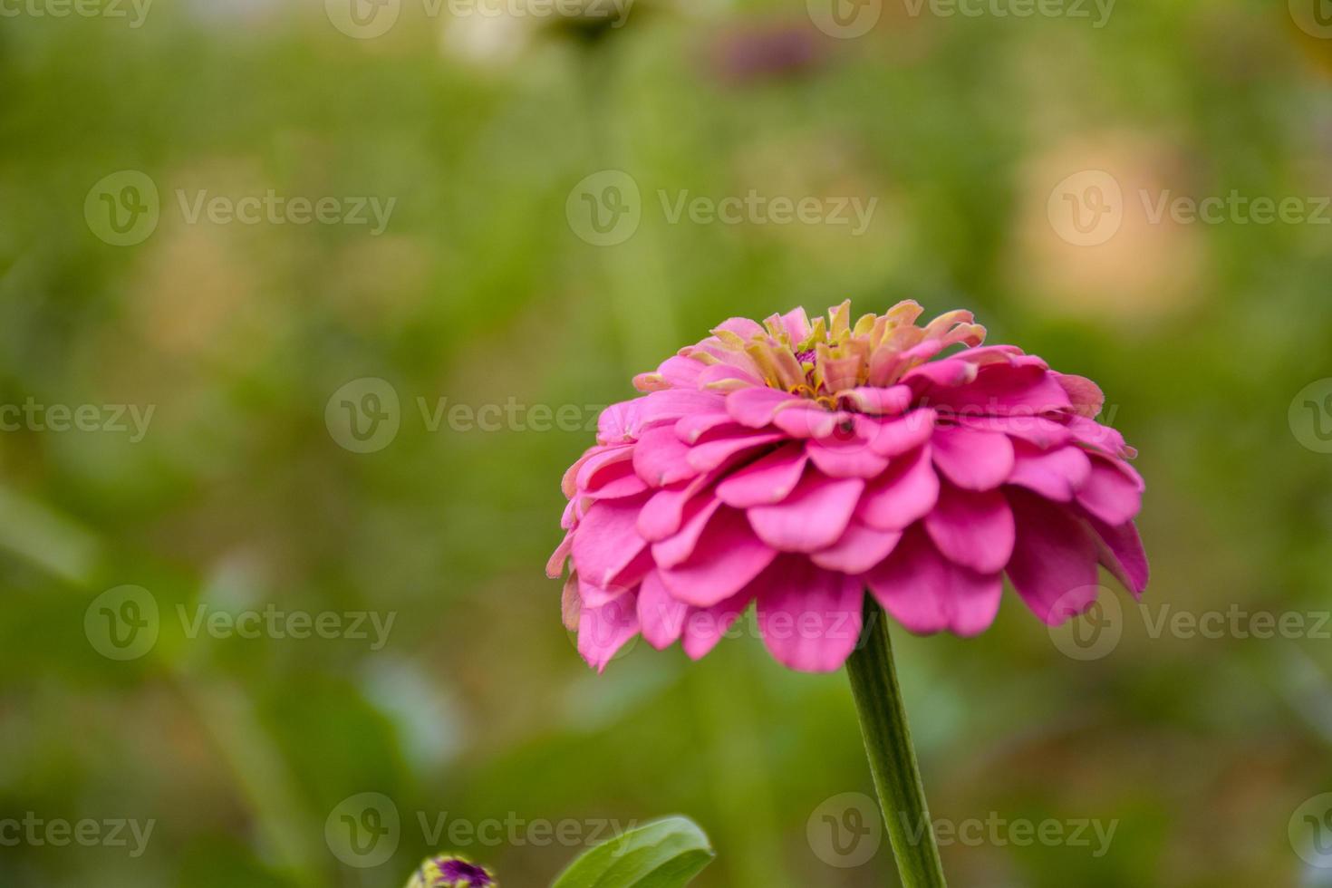 schöne rosa Blütenblätter Zinnia Blumen und weicher Unschärfehintergrund foto