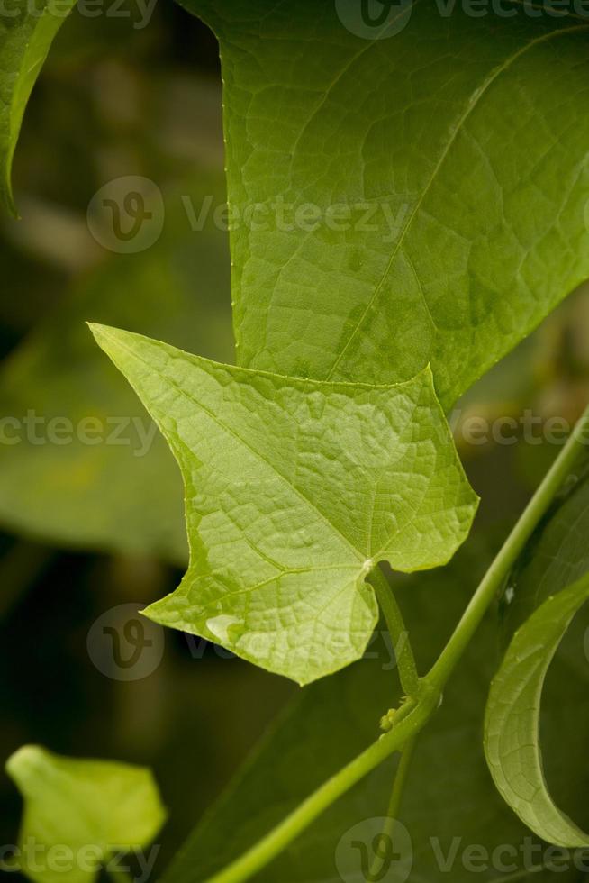 Chayote Blätter foto