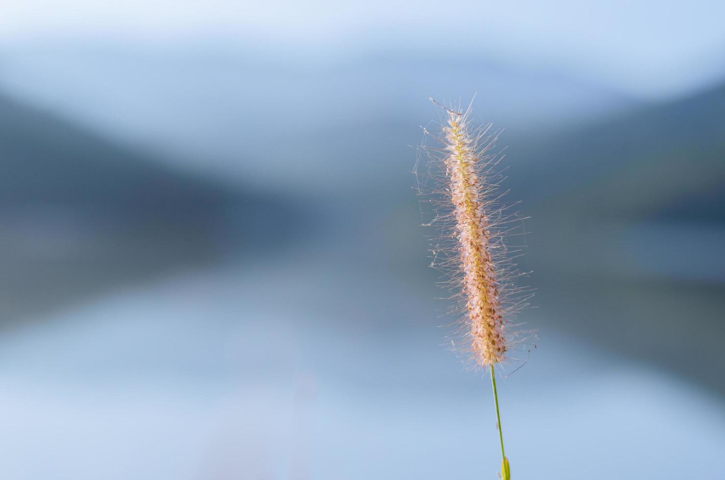 Blumen aus Federpennisetum oder Missionsgras mit Hintergrund aus See und Bergen. foto