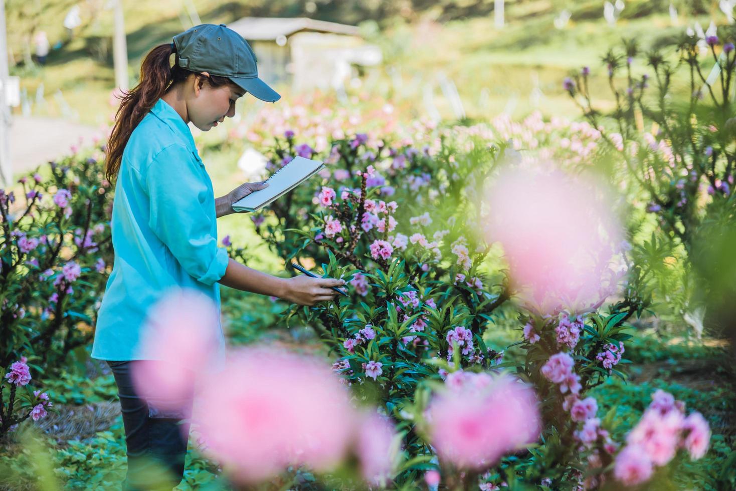 Die Mädchenstudie stellt die Veränderungen des Aprikosenwachstums im Garten fest. schöne Pflaumenblüte Hintergrund Aprikosenblume. foto