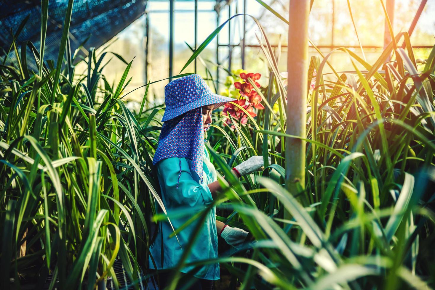 Die junge Arbeiterin kümmert sich um die Orchideenblüte im Garten. Cymbidium Orchidee rot. foto