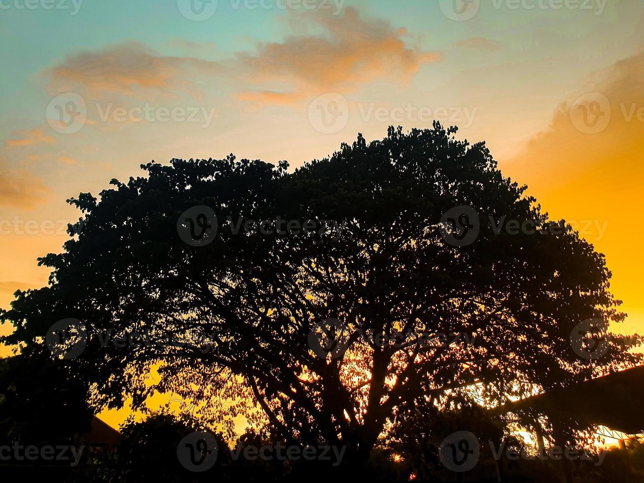 Schattenbild des Baumes bei Sonnenuntergang foto