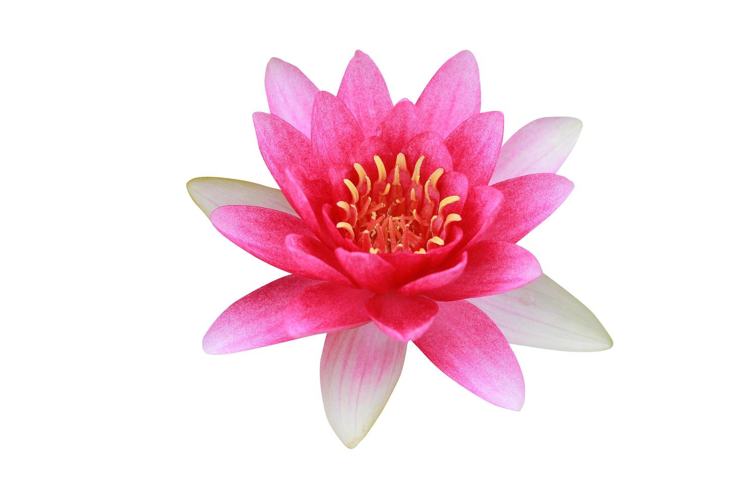 Lotusblume lokalisiert auf weißem Hintergrund. foto