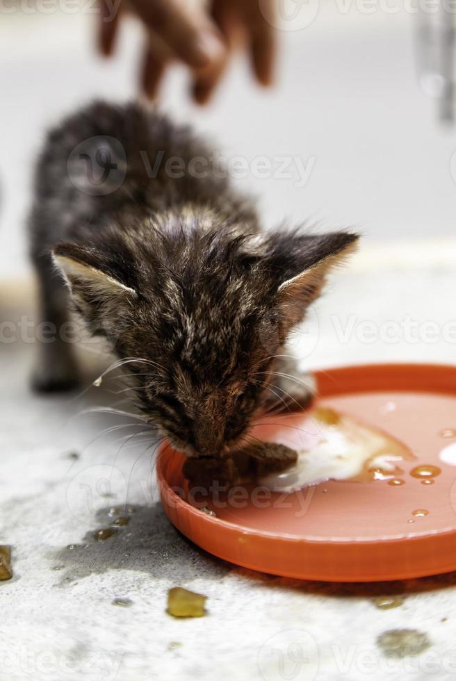 Neugeborene Katze frisst foto