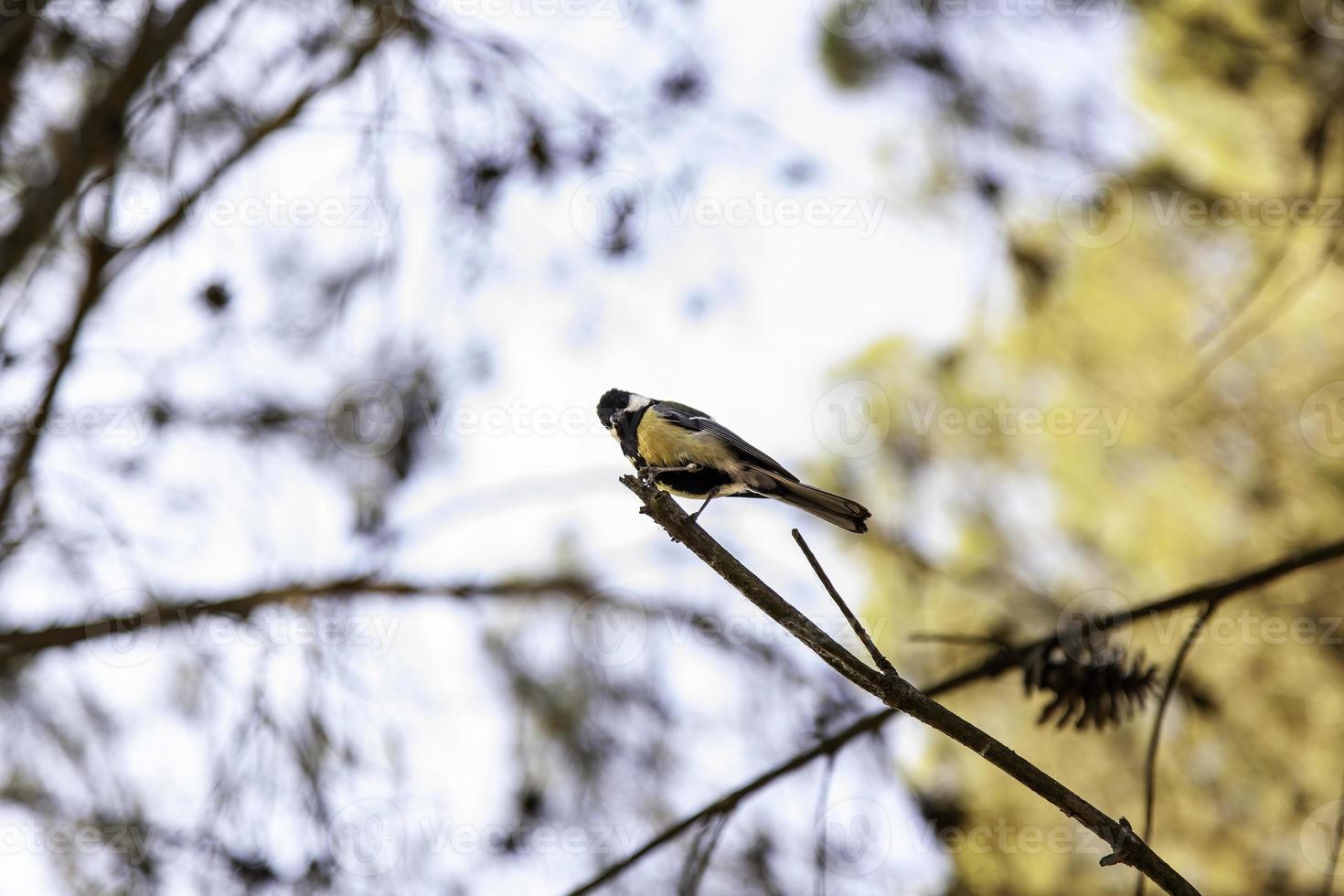 Vogel thront auf einem Ast foto