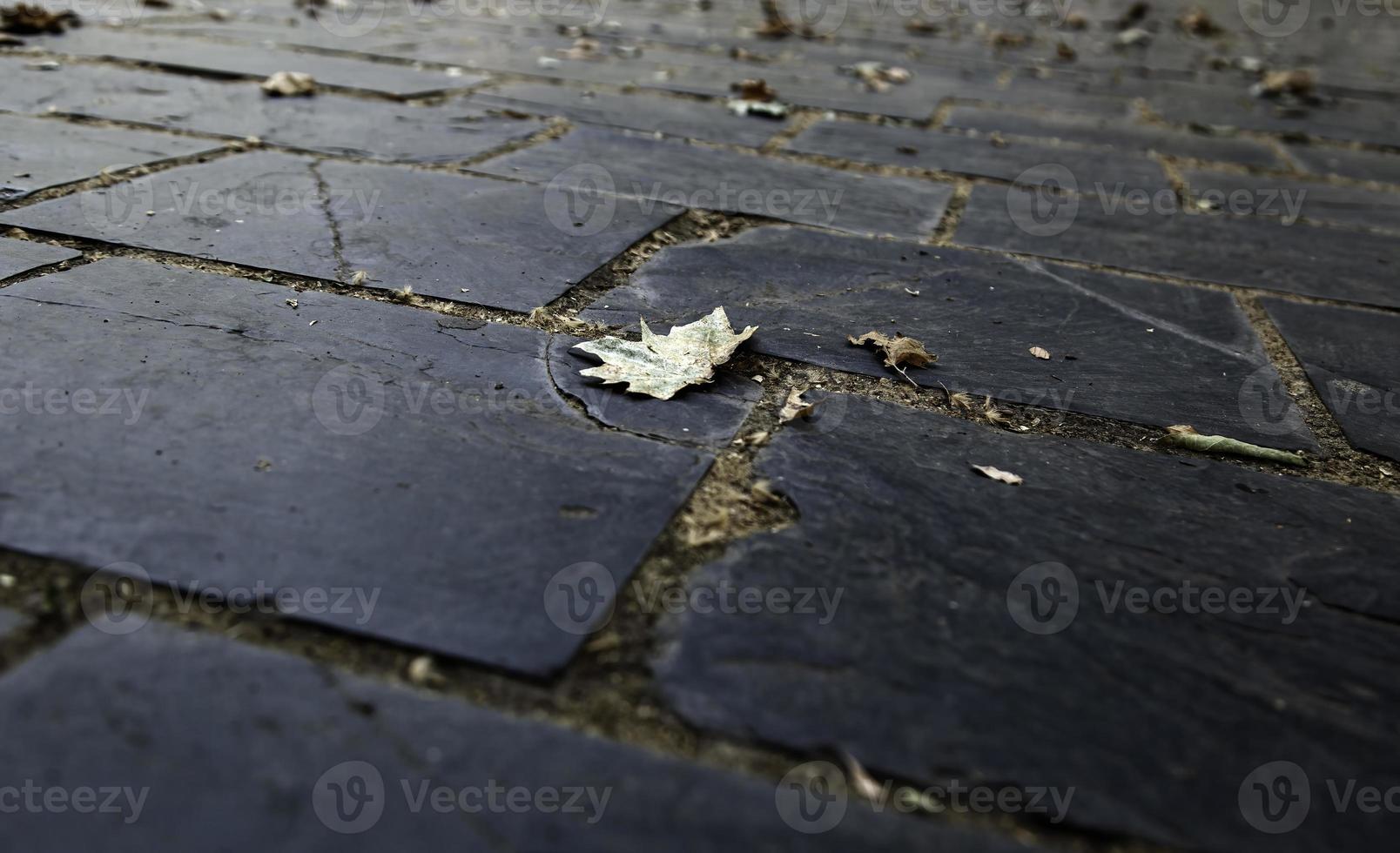 trockene Blätter auf Schieferboden foto