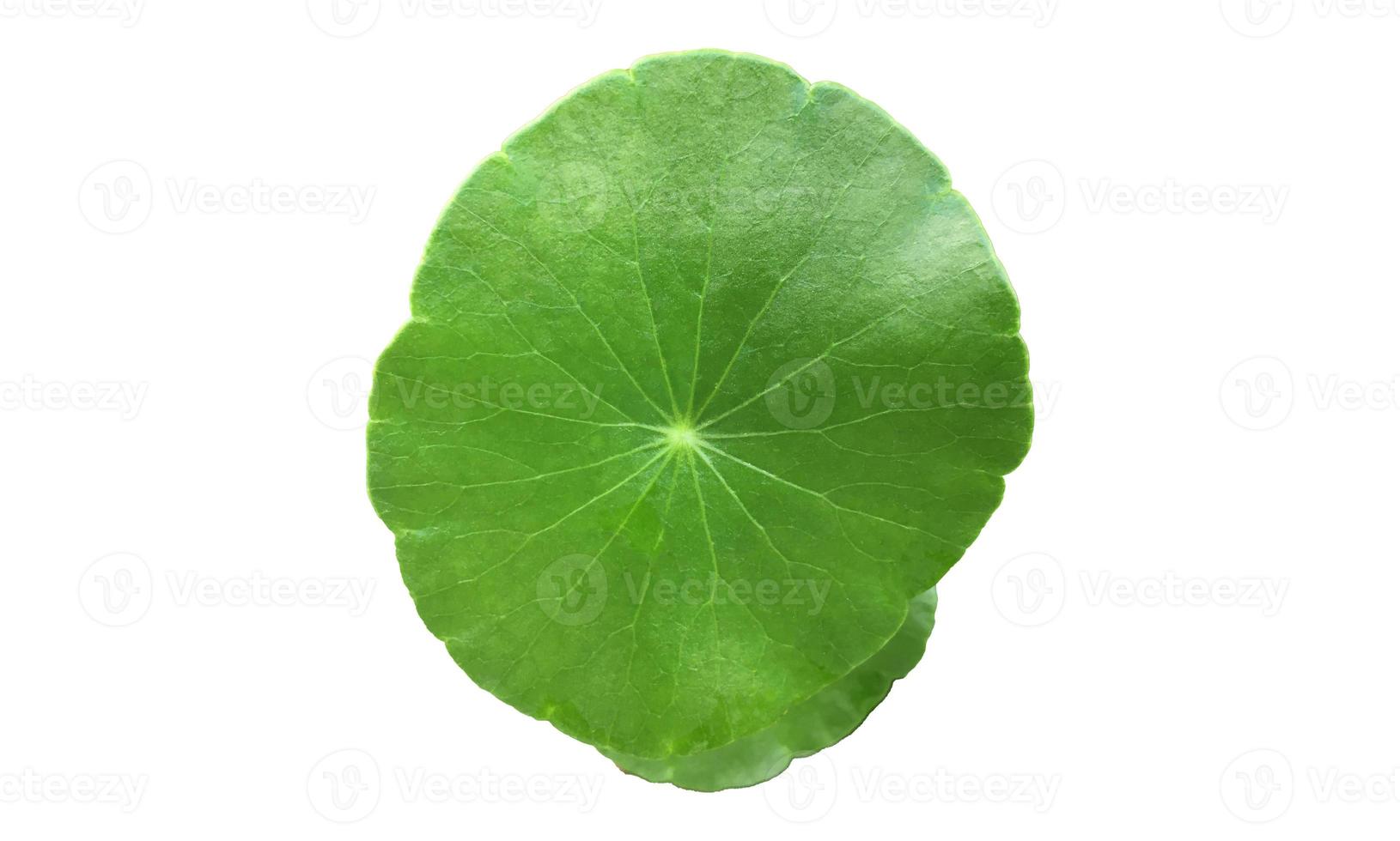 isolierte gotu kola, asiatischer pennywort, centella asiatica, ayurveda-blatt mit beschneidungspfaden. foto