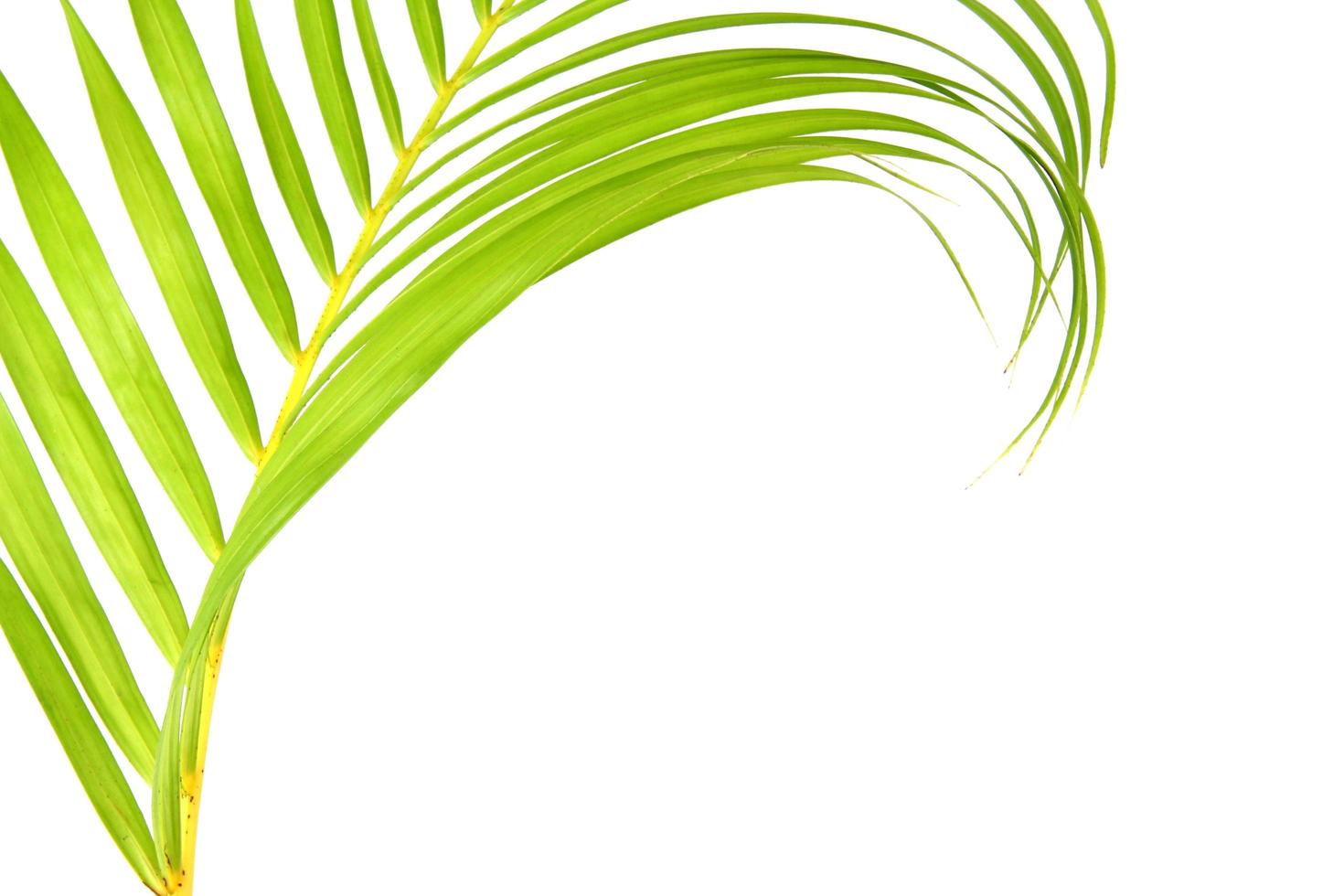 grünes Blatt der Palme auf weißem Hintergrund foto