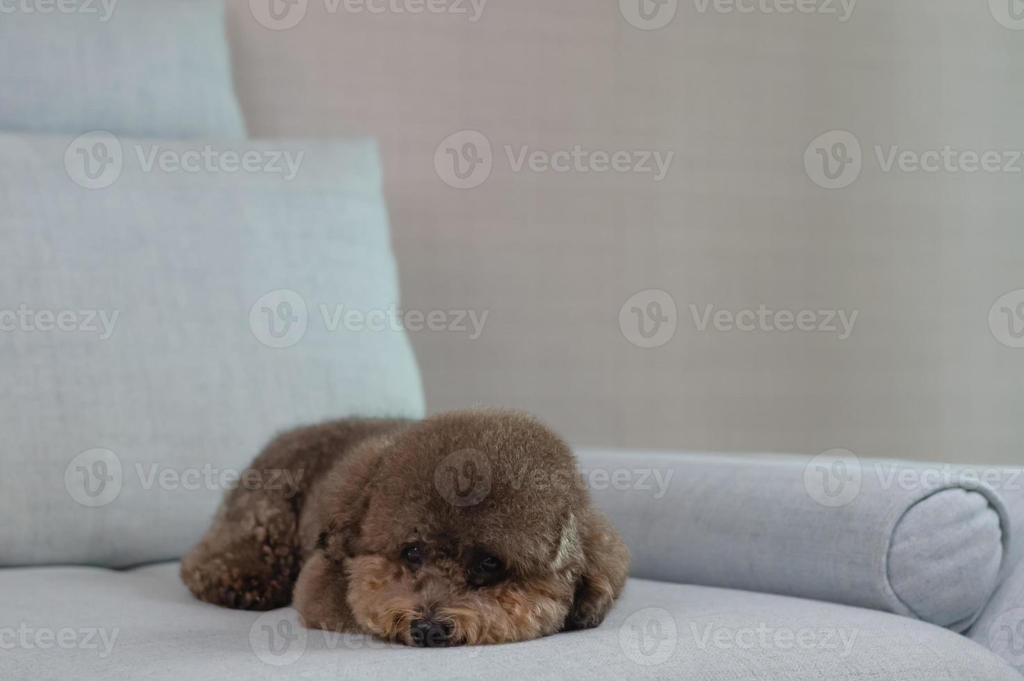 Entzückender schwarzer Pudelhund, der allein auf der blauen Couch schläft und sich entspannt, während er zu Hause bleibt. foto