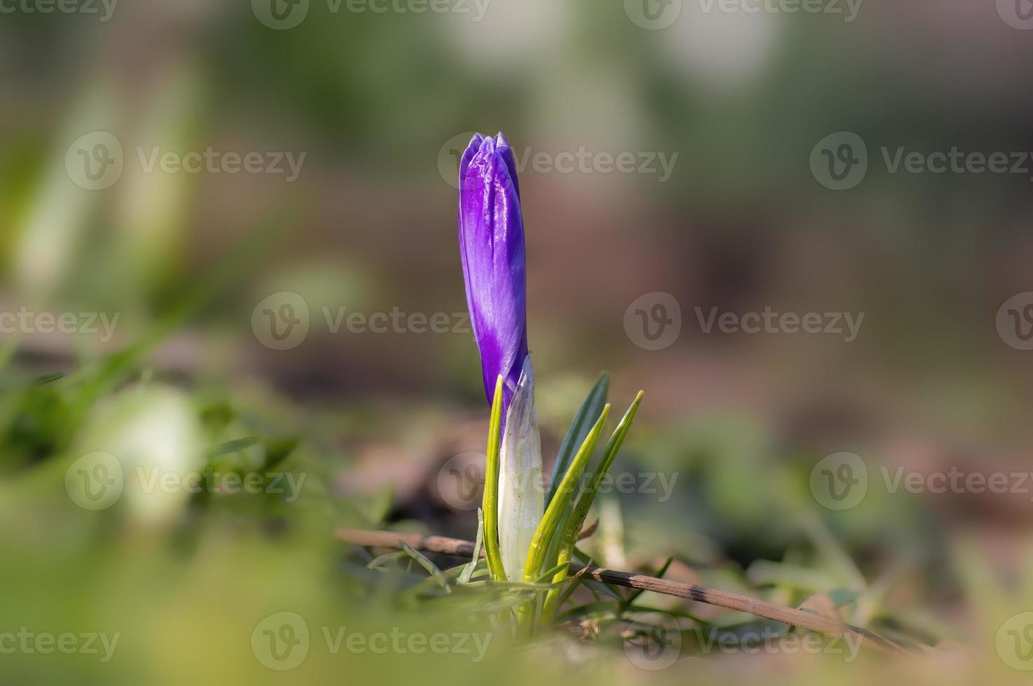 schöne lila Blüte einer Krokusblüte foto