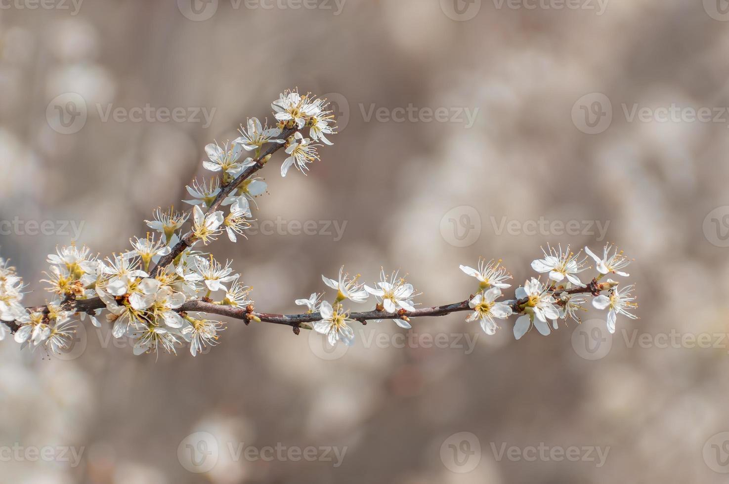 viele Blüten auf einem Zweig eines Pflaumenbaums foto