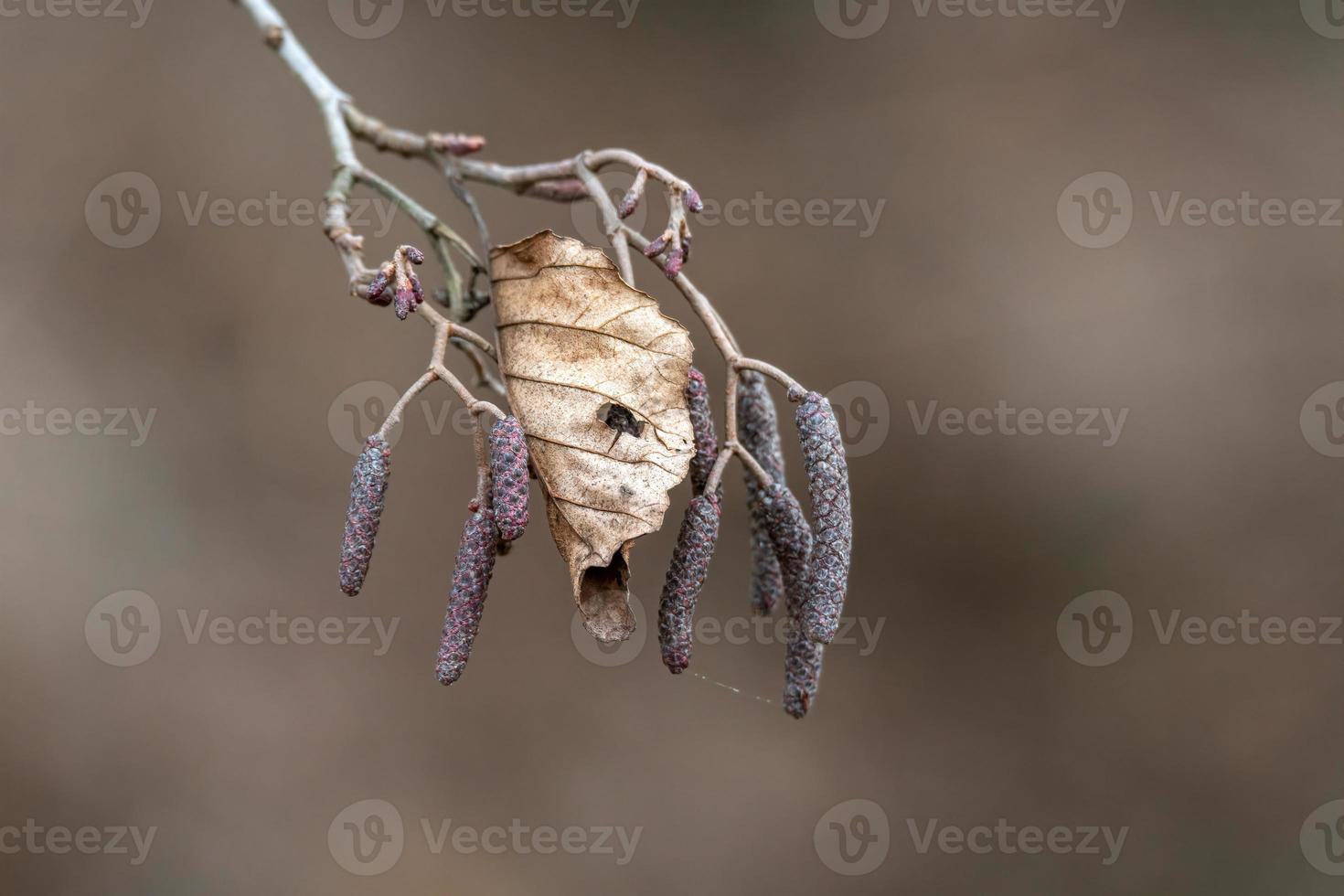 ein Zweig mit braunen Herbstblättern im Wald foto