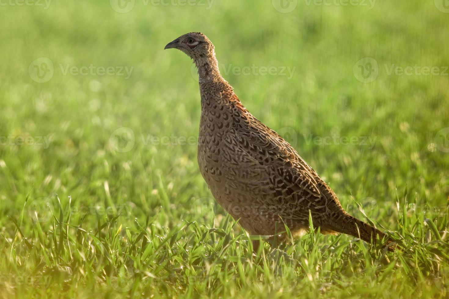 ein junges Fasanhuhn auf einer Wiese foto