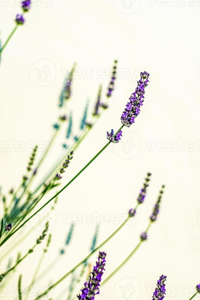 blühende Lavendelpflanze im Garten foto