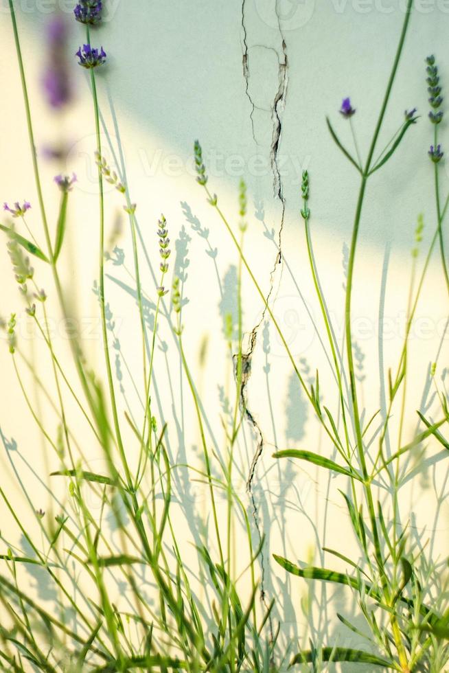 blühende Lavendelpflanze im Garten foto