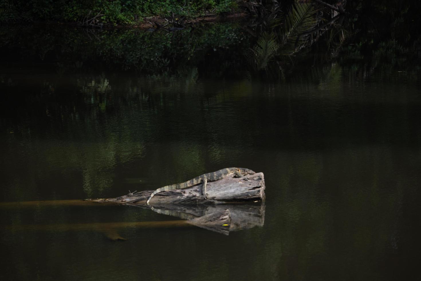 Amphibien auf einem Baumstamm foto