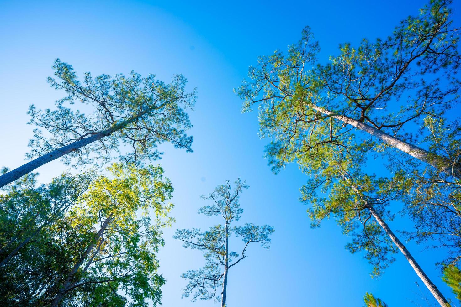 Sonnenlicht im Kiefernwald im Herbst foto