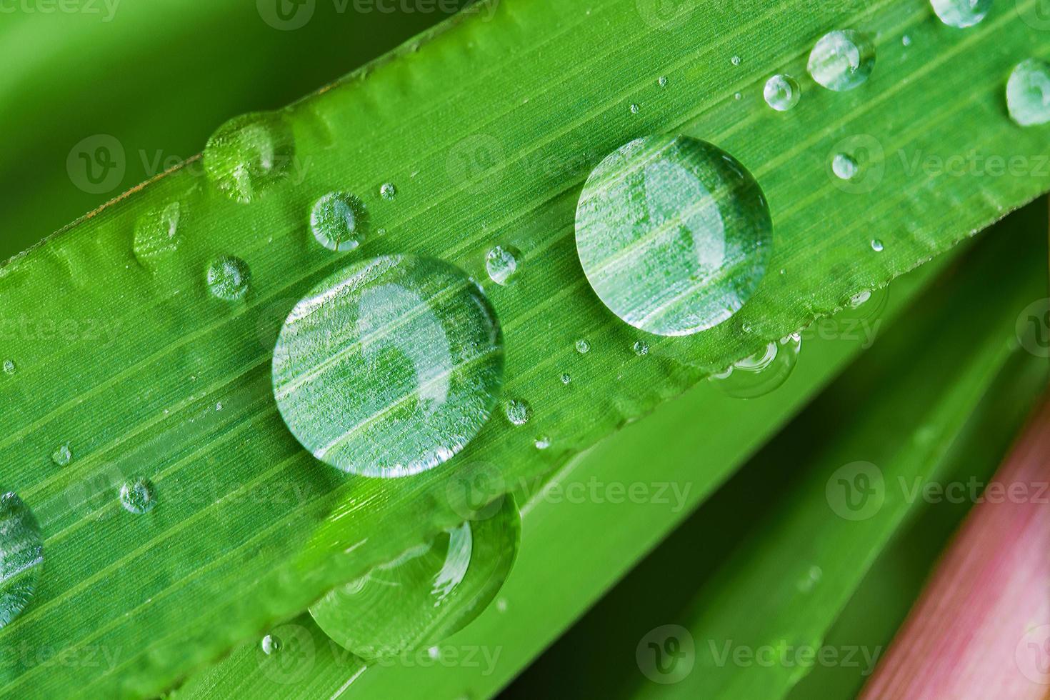 Wassertropfen auf Blattgras foto