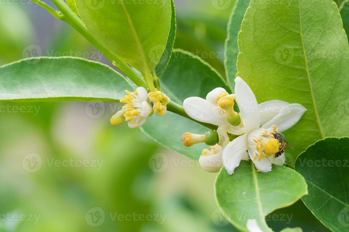 Blume des Zitronenbaumzweigs foto