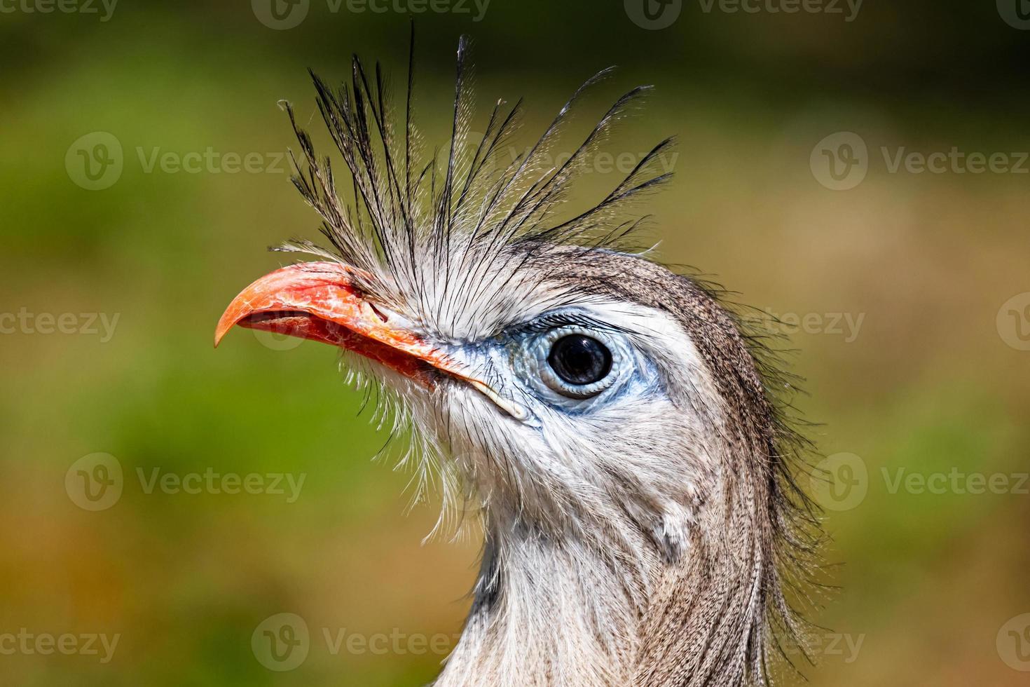 Rotbeiniger Seriema-Vogel foto