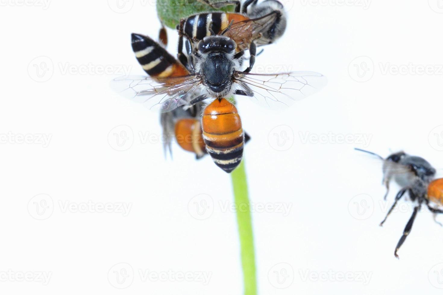 eine Biene fliegt isoliert auf weißem Hintergrund foto