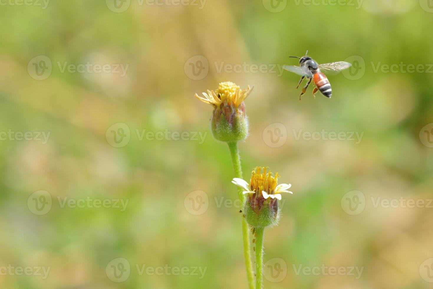 eine Biene, die zu der schönen Blume fliegt foto