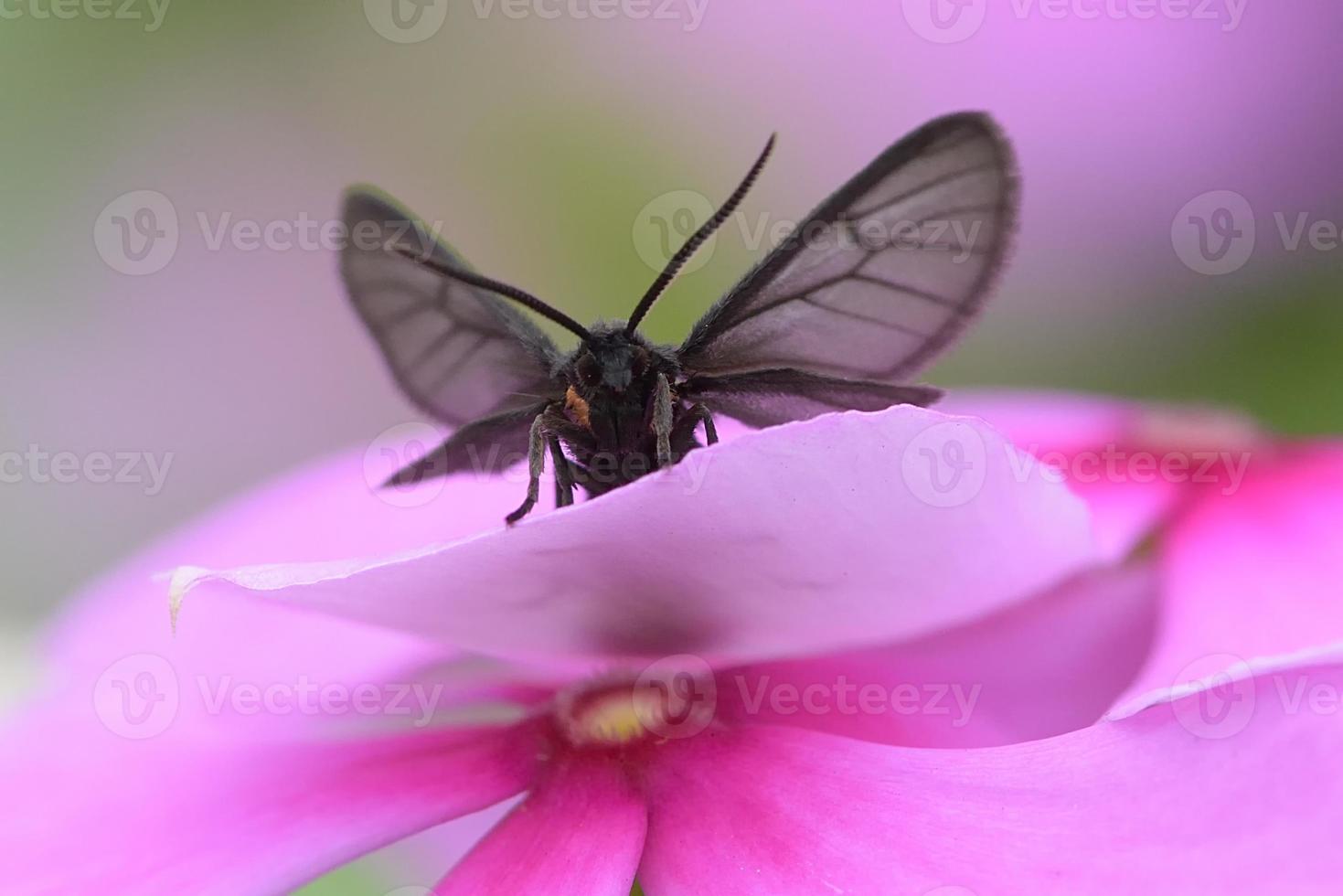 schwarzer Schmetterling auf Blume foto